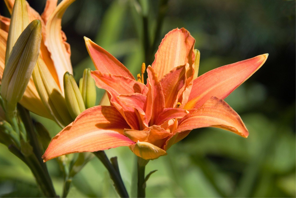 , Image: 81331665, License: Rights-managed, Restrictions: , Model Release: no, Credit line: Profimedia, Garden world images