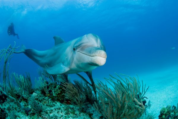 Delfin