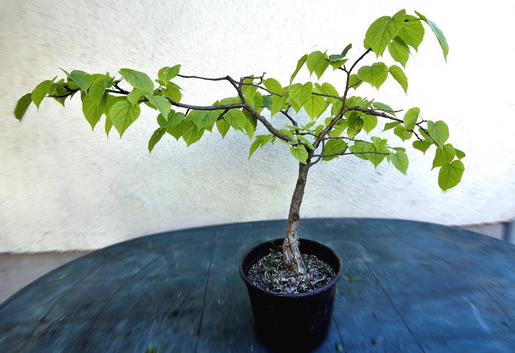 Bonsai