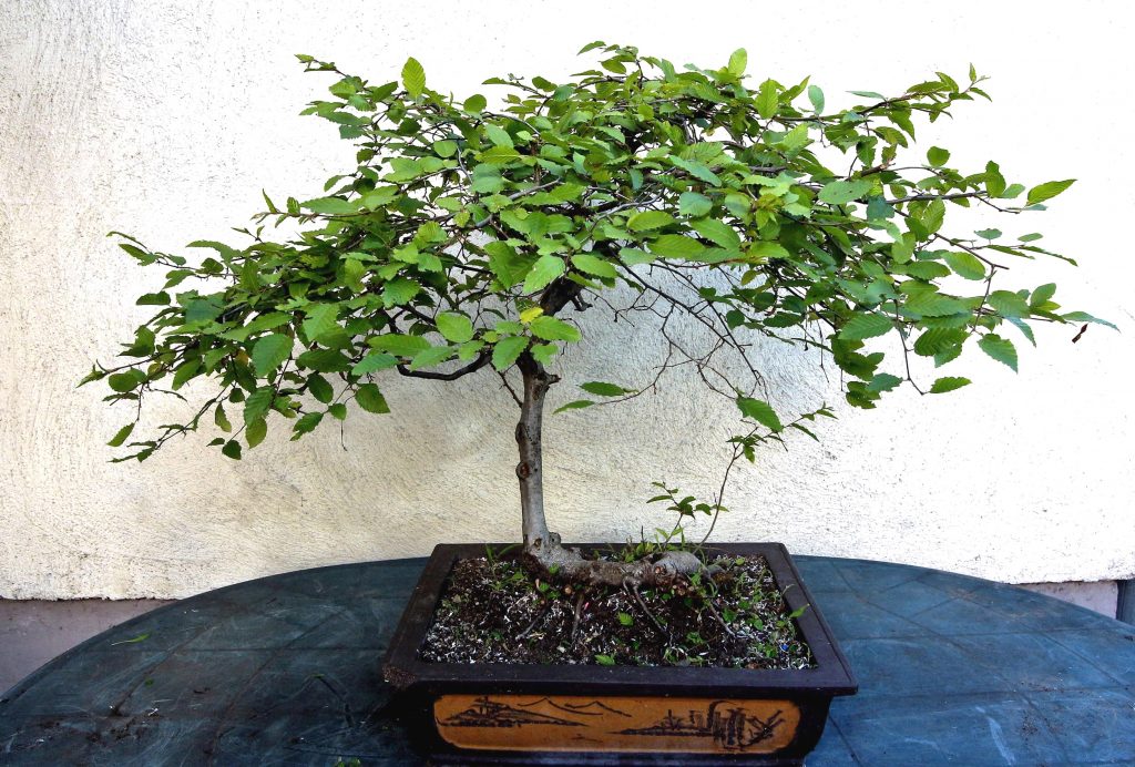 Bonsai