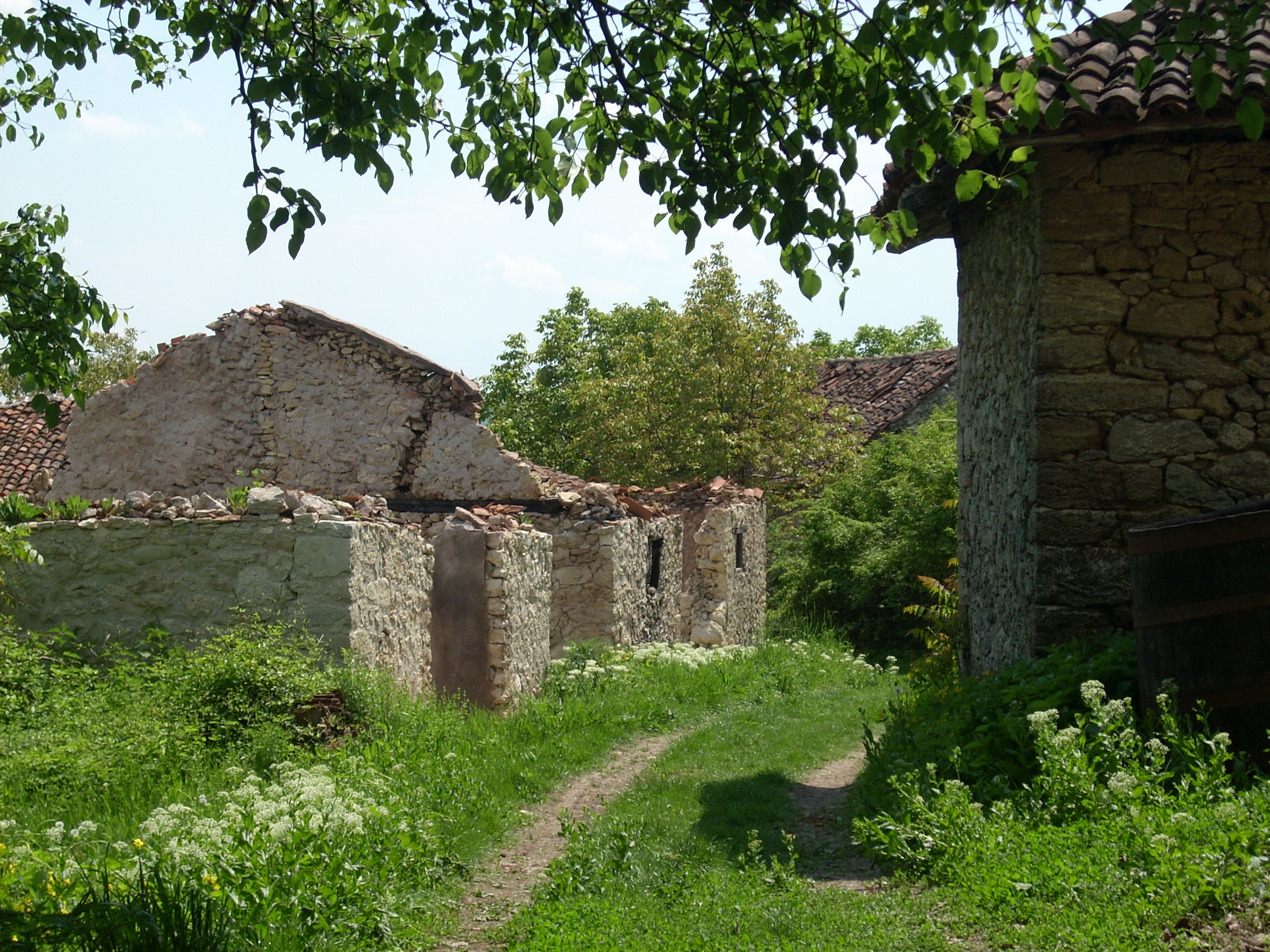 Rajačke pimnice