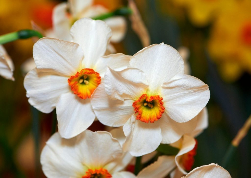 Cvet narcis