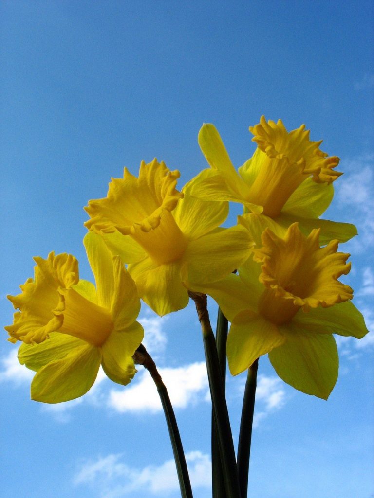 Cvet narcis