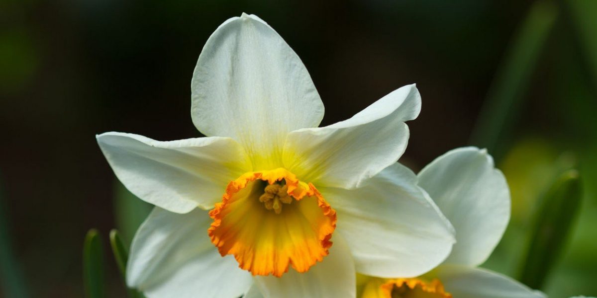 Cvet narcis