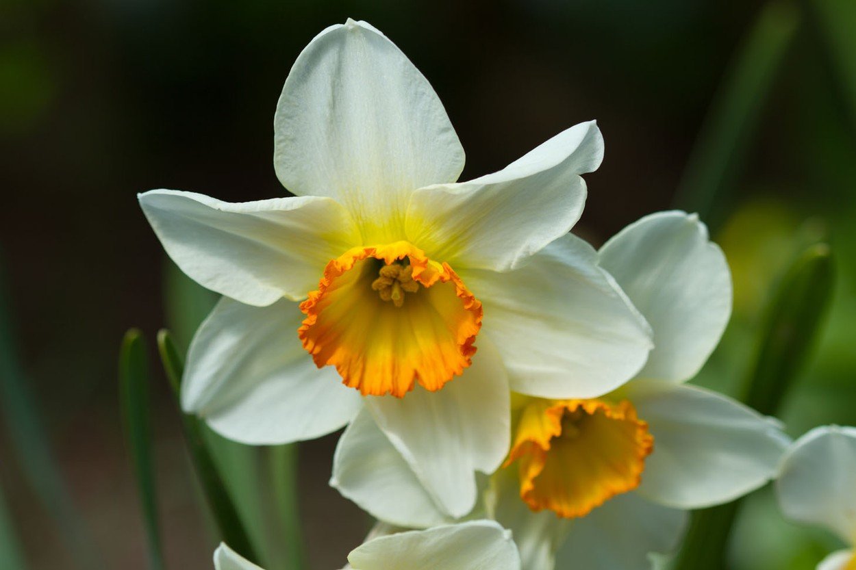 Cvet narcis
