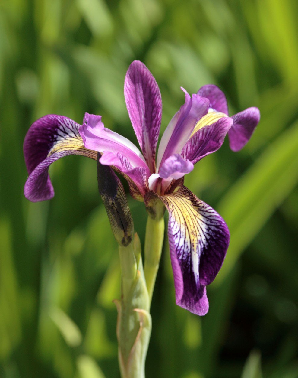 Iris, perunika