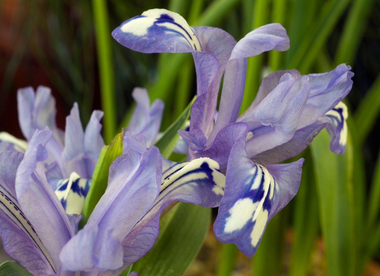 Iris, perunika