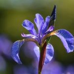 Iris, perunika