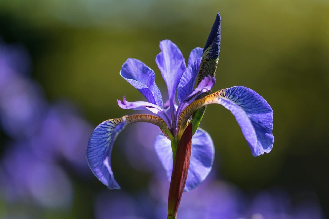 Iris, perunika