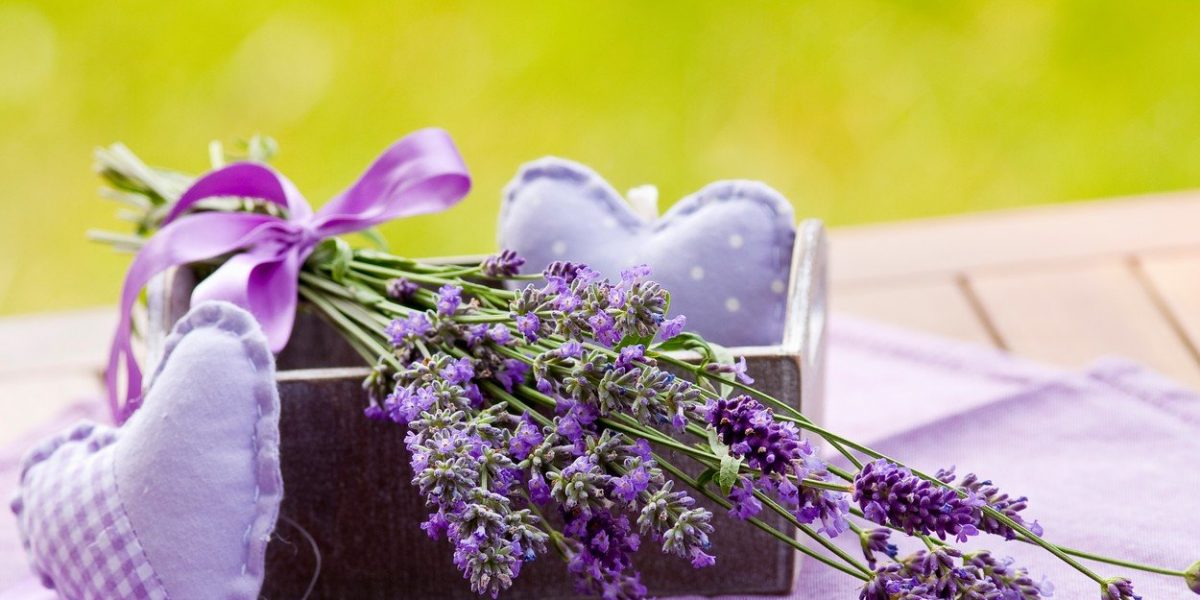 lavanda