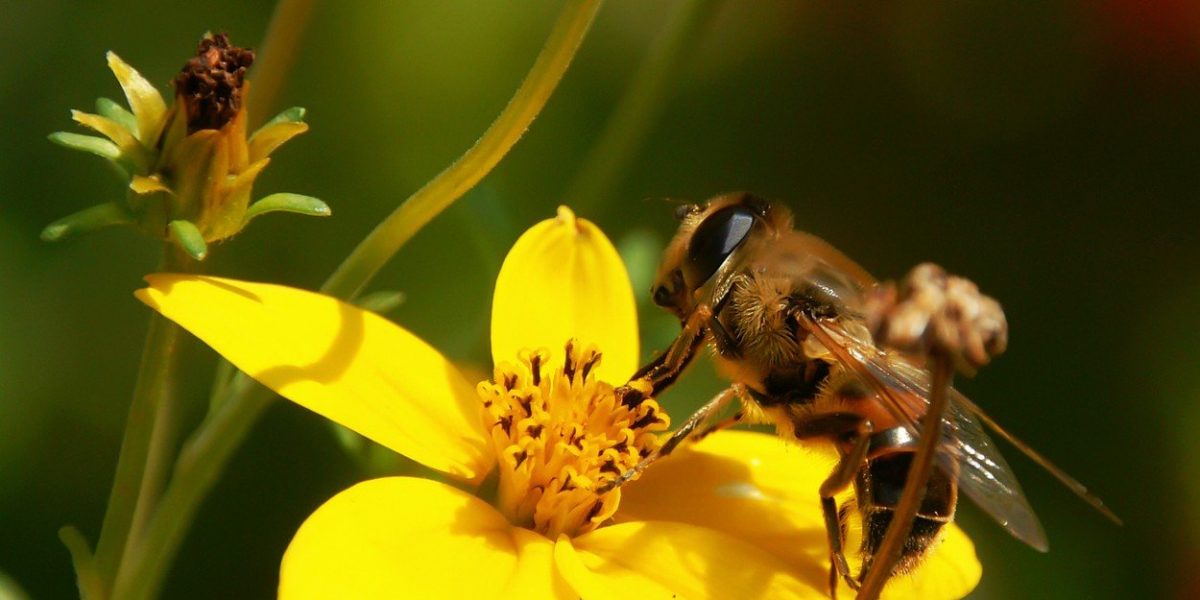 insekti, priroda