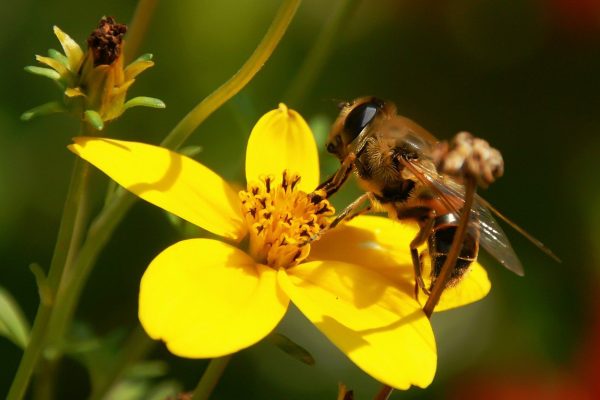 insekti, priroda