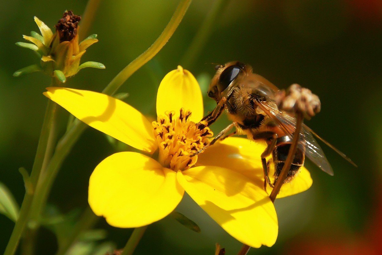 insekti, priroda