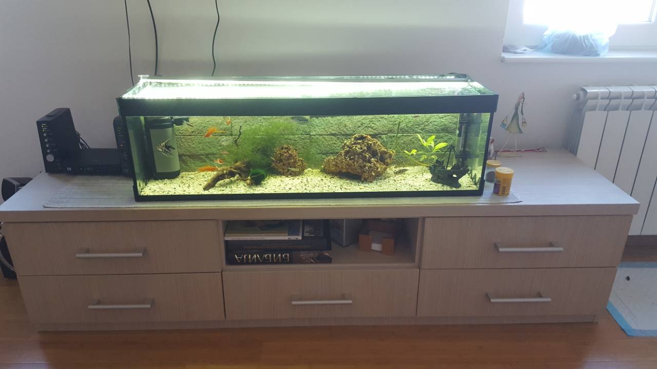 akvarijum, ribice
