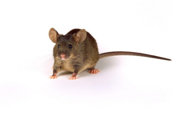 miš