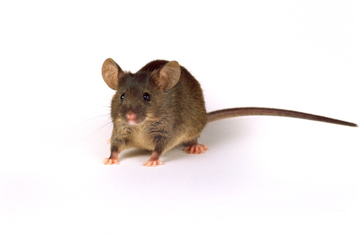 miš