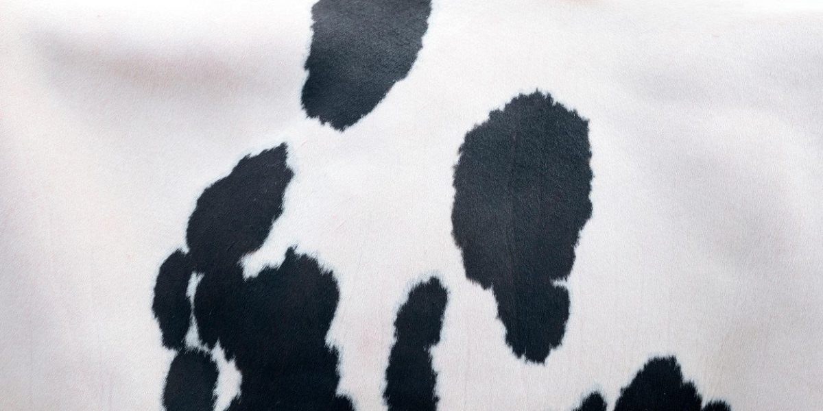 moda, kravlji print