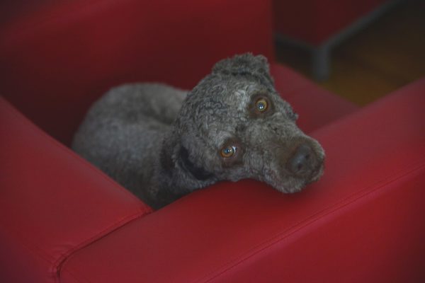 moko